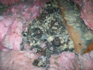 animal-droppings in Fort Worth insulation