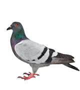  Ft. Worth pigeon