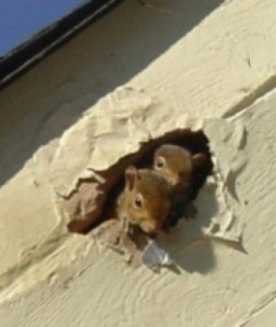 squirrels in hole of Ft. Worth home