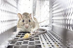 rat extermination