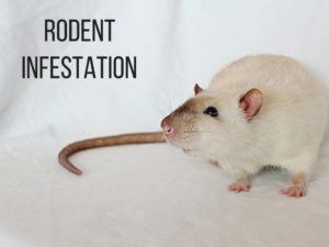 Rodent Infestation removal by Critter Control of Ft Worth
