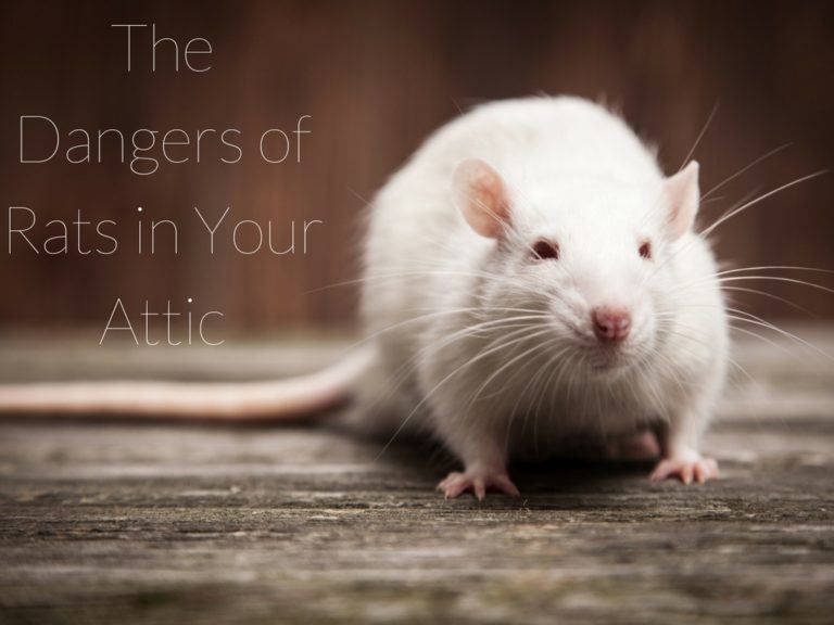 The Dangers of Rats in Your Attic Critter Control Fort Worth