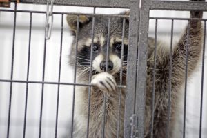 raccoon in cage