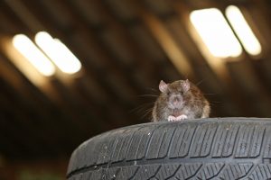 Rat on Tire