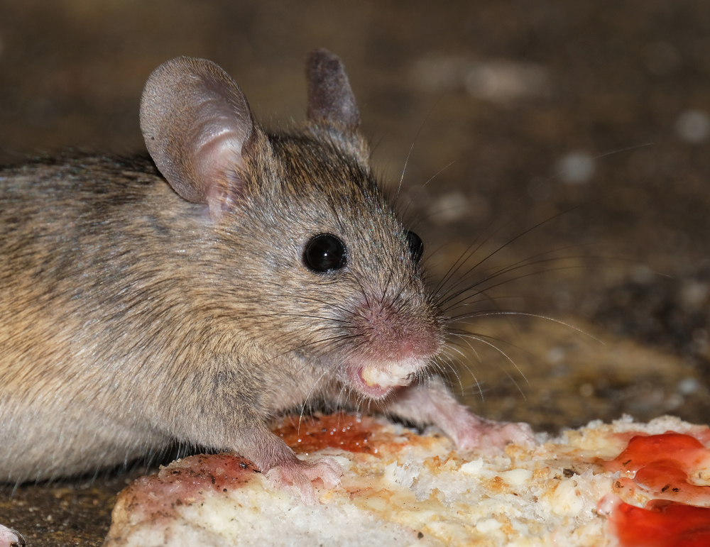 Attic Rodent damage