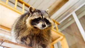 Keep Critters from Under Your Porch