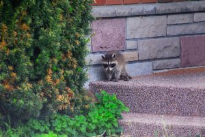 How to Get Raccoons Out of Your House