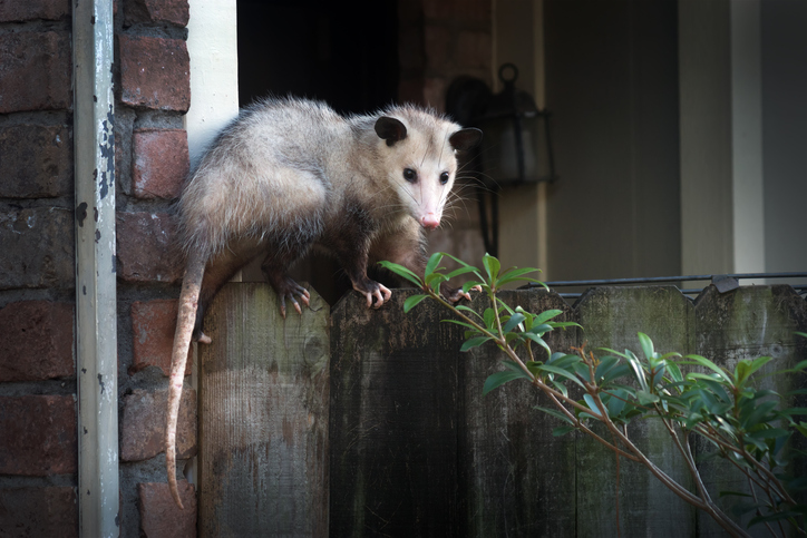 How Do Opossums Get Into Attics?