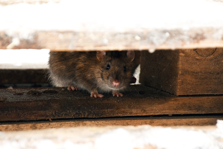 How to Prevent Rats in Backyard