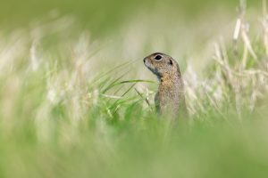 Ways to Get Rid of Ground Squirrels