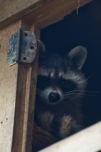 How Much Does It Cost To Remove a Raccoon From Your Attic?