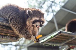 What to Look for and Expect in Professional Raccoon Removal Services