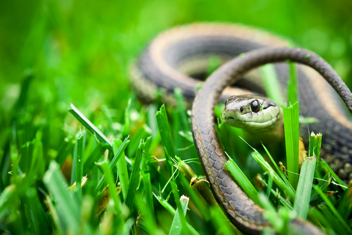 The Danger of DIY Snake Trapping