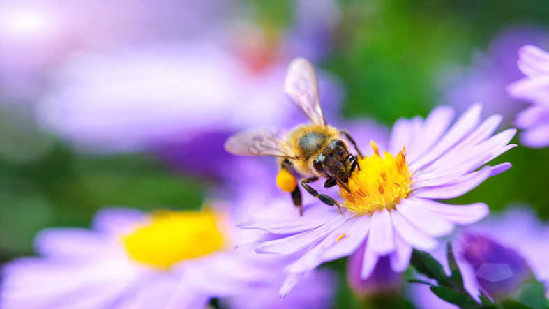 The Importance of Bees and Wasps in the Ecosystem