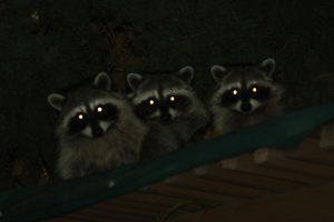 How to Get Rid of Raccoons in the Garage