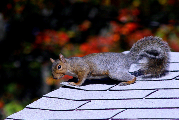 4 Squirrel Prevention Tips
