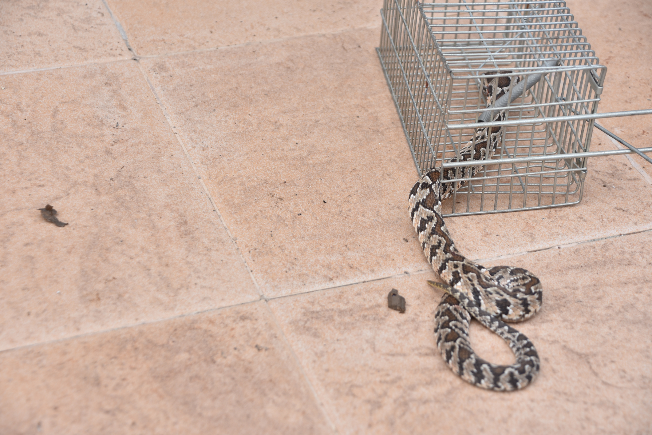 How to Deal with an Invasive Snake