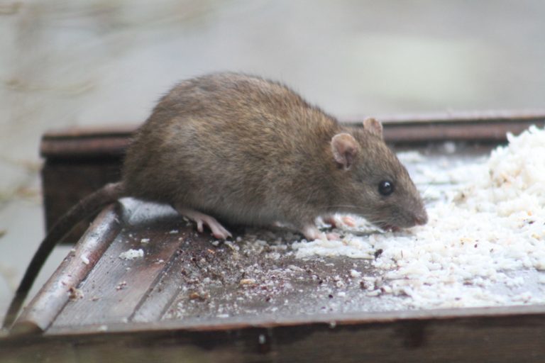 The Dangers of Rats in Your Attic | Critter Control Fort Worth