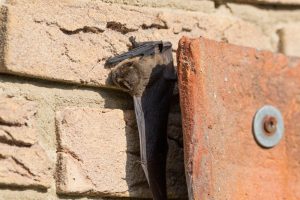 The Real Risks of a Bat Infestation