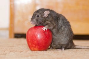 Fast Ways To Get Rid of Rats